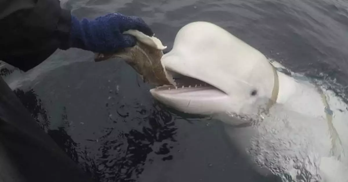 Russian ‘spy whale’ in Norway wasn’t shot dead, likely died of bacterial infection