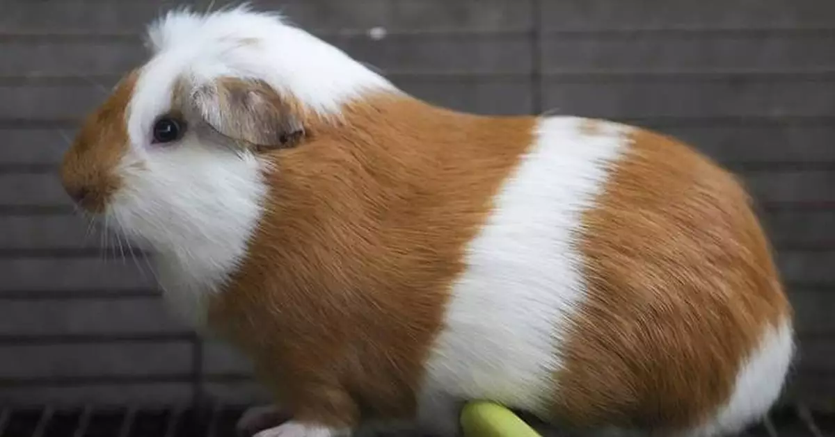 Peru celebrates 2 decades of a fast-growing breed of guinea pigs eaten as a delicacy