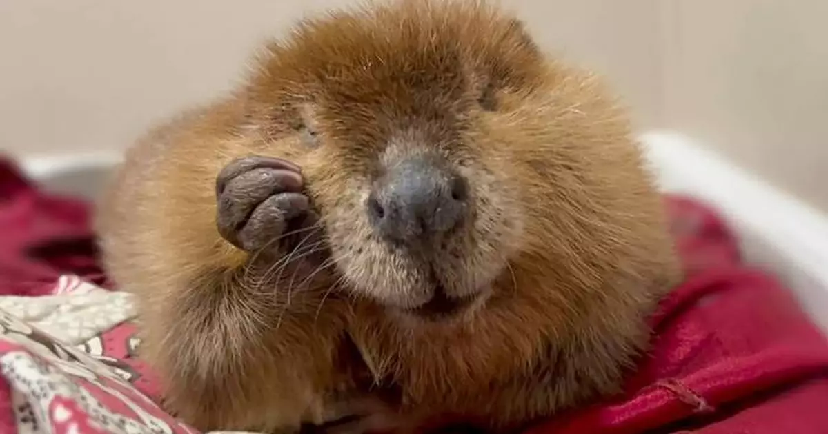 Nibi the beaver's fate lands in court as rescuers try to stop her release into the wild