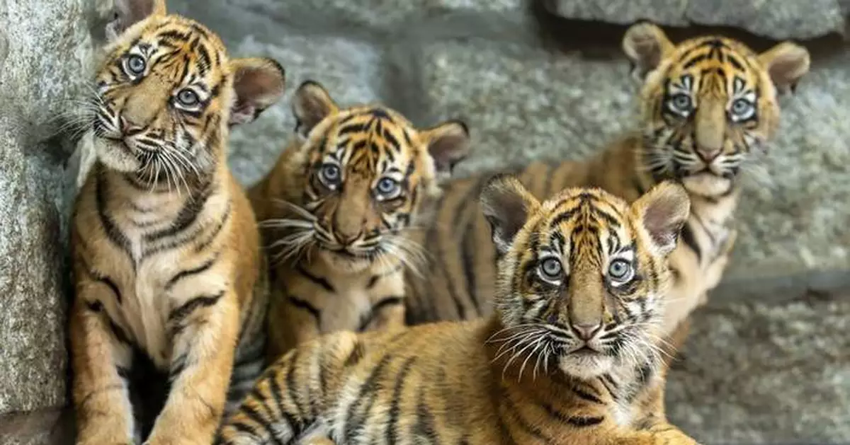 Polish zoo celebrates the birth of 4 Sumatran tigers, a critically endangered species