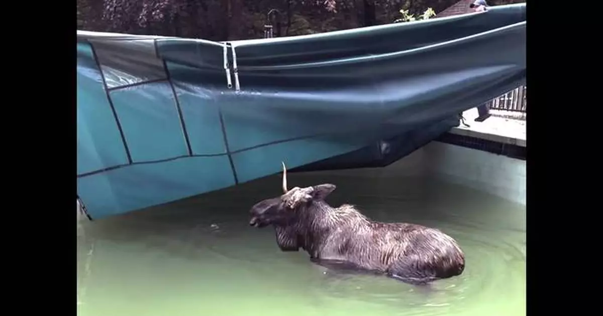 There's a moose on the loose — in a New Hampshire swimming pool