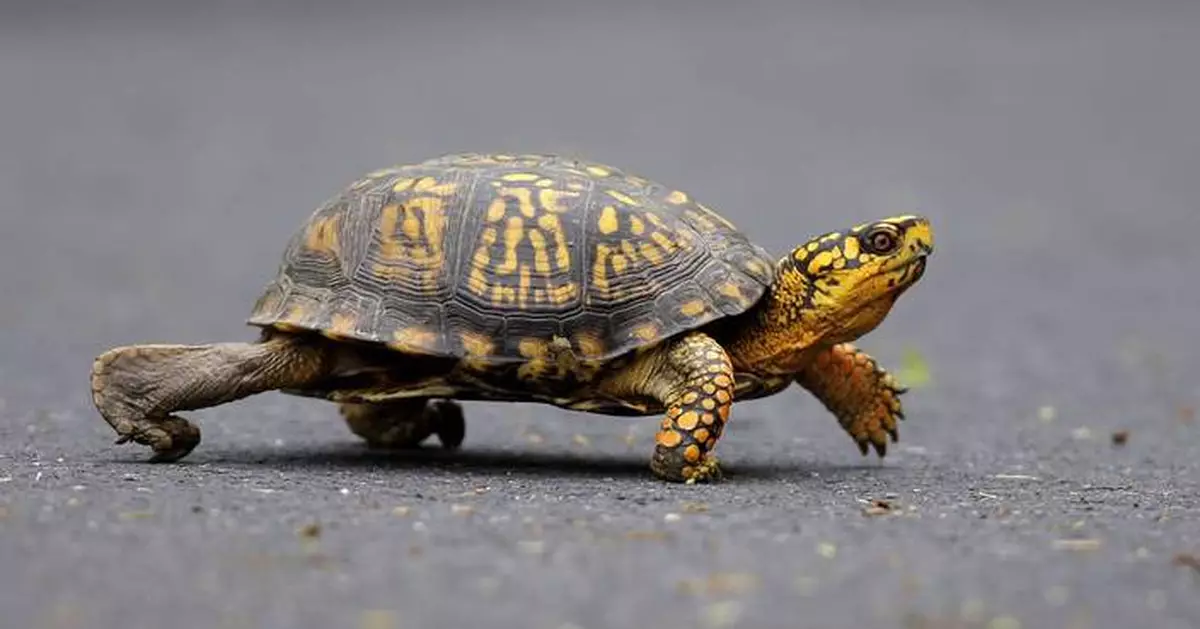 Woman pleads guilty to trying to smuggle 29 turtles across a Vermont lake into Canada by kayak