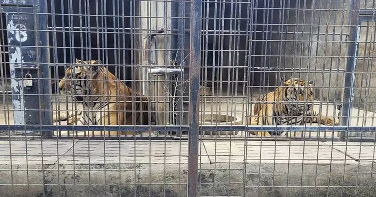 Dozens of zoo tigers die after contracting bird flu in southern Vietnam