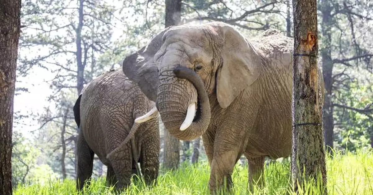 Should elephants have the same rights as people? A Colorado court may decide