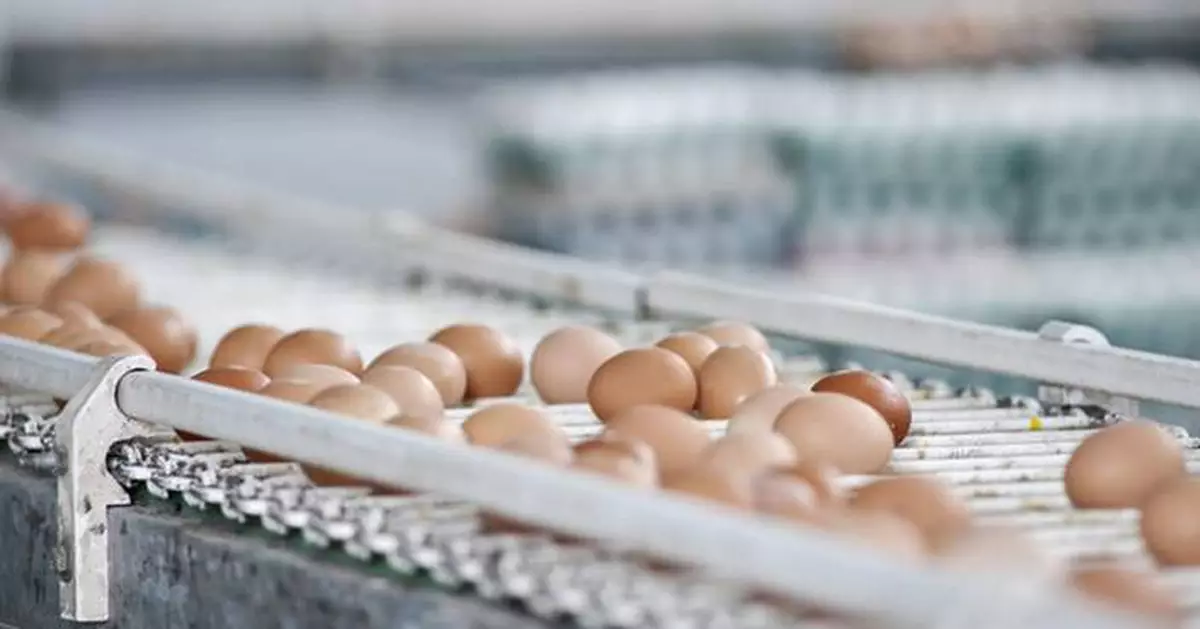 National Survey Finds 83% of Singaporean Consumers Want Food Companies to Use Only Cage-Free Eggs