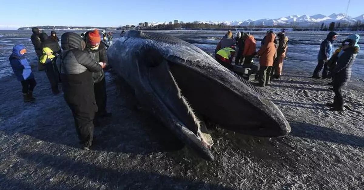 Carcass of endangered fin whale washes up near Alaska's largest city