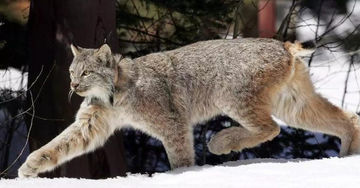 Canada lynx proposed for new habitat protections in US southern Rockies