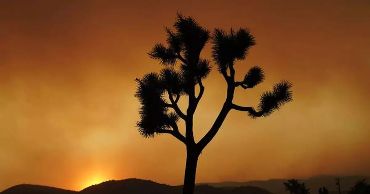 Joshua trees are in peril. California has a plan to save them