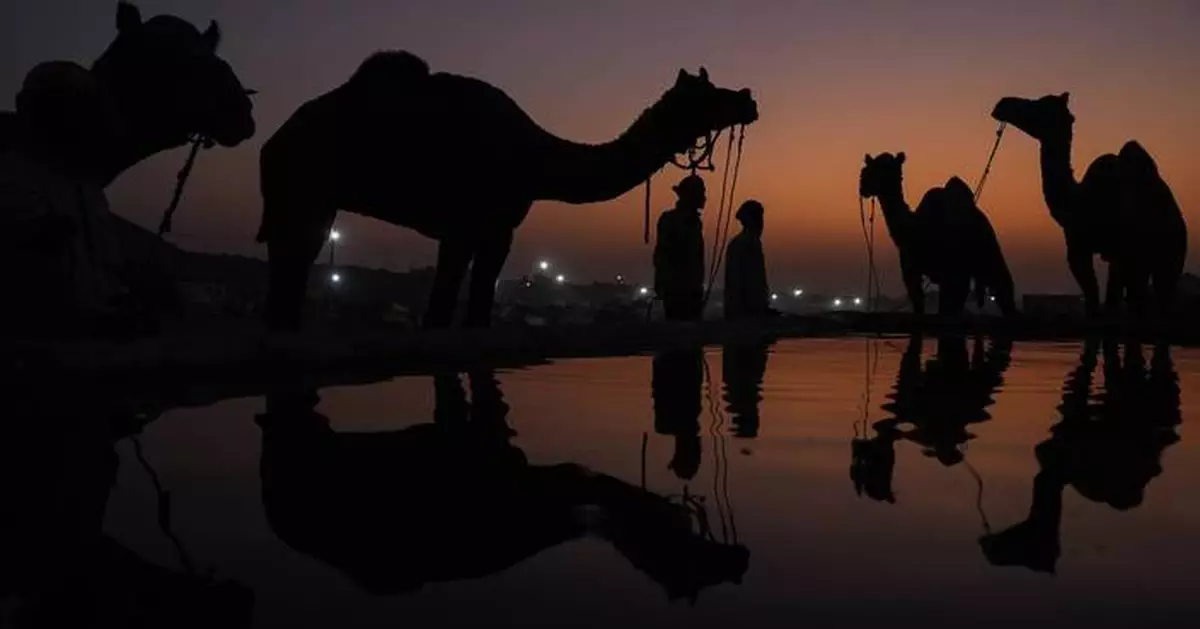 AP PHOTOS: Once-traditional camel trading fair in India transformed into tourist attraction