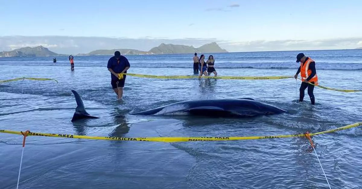 New Zealanders save more than 30 stranded whales by lifting them on sheets