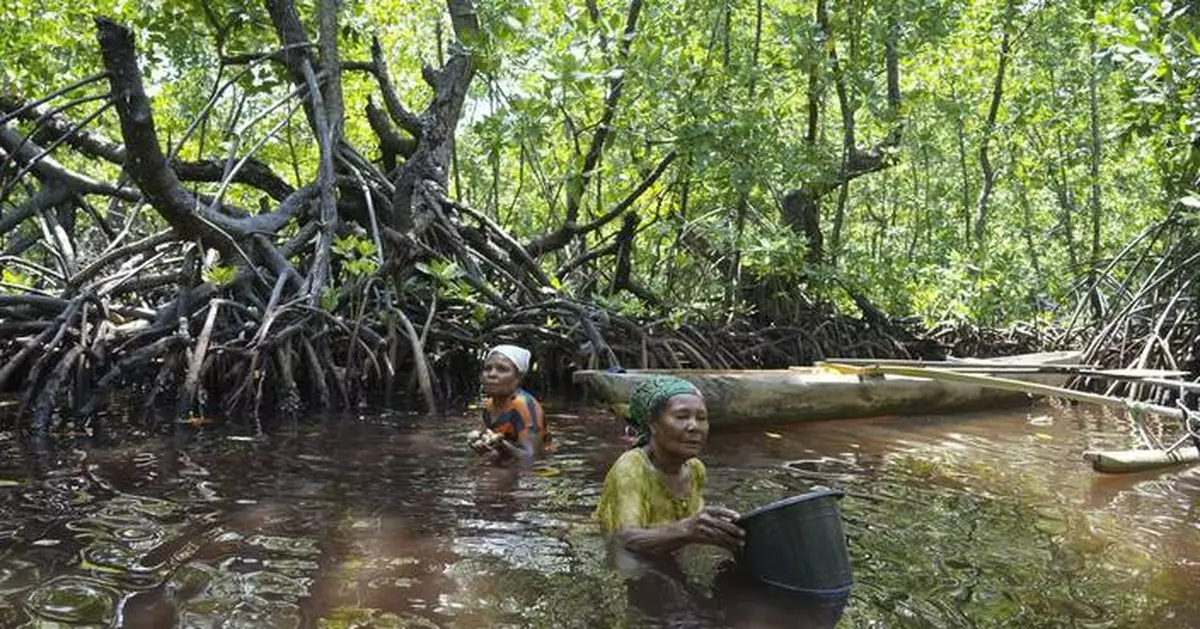 Papuan women's mangrove forest in Indonesia is increasingly threatened by development and pollution