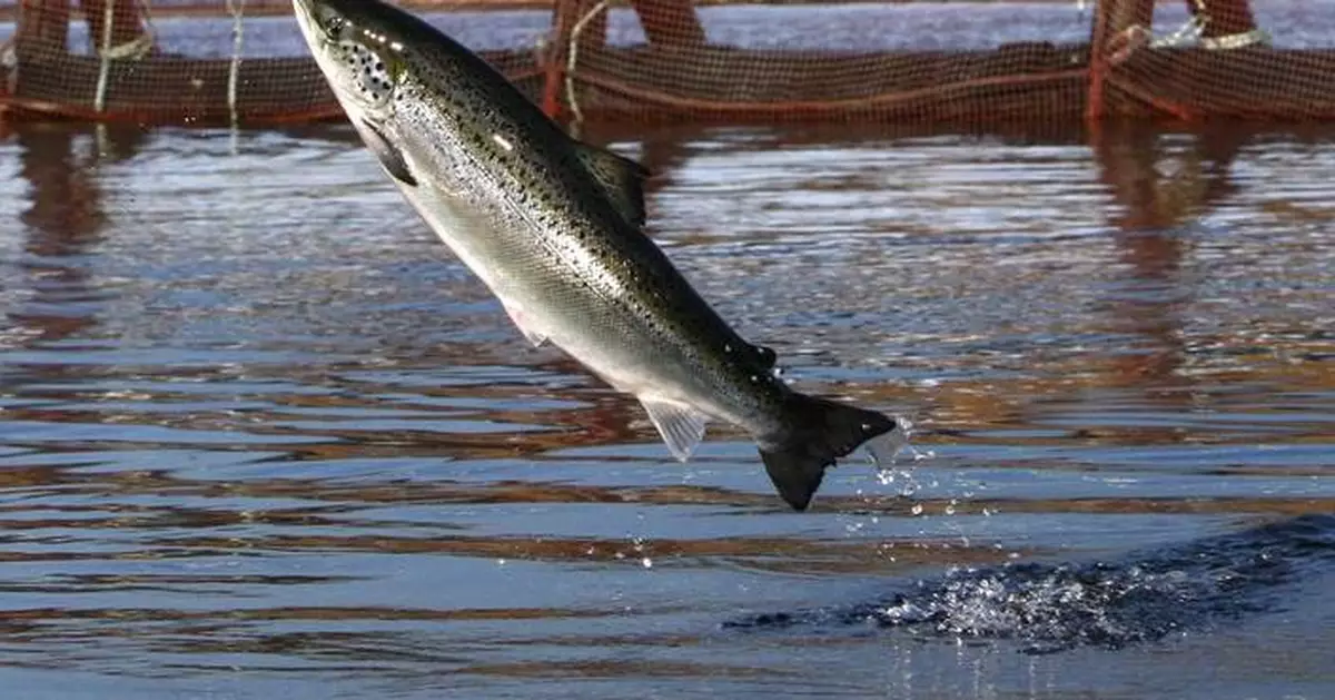 An environmental group files intent to sue a salmon farmer for pollution off Maine's coast