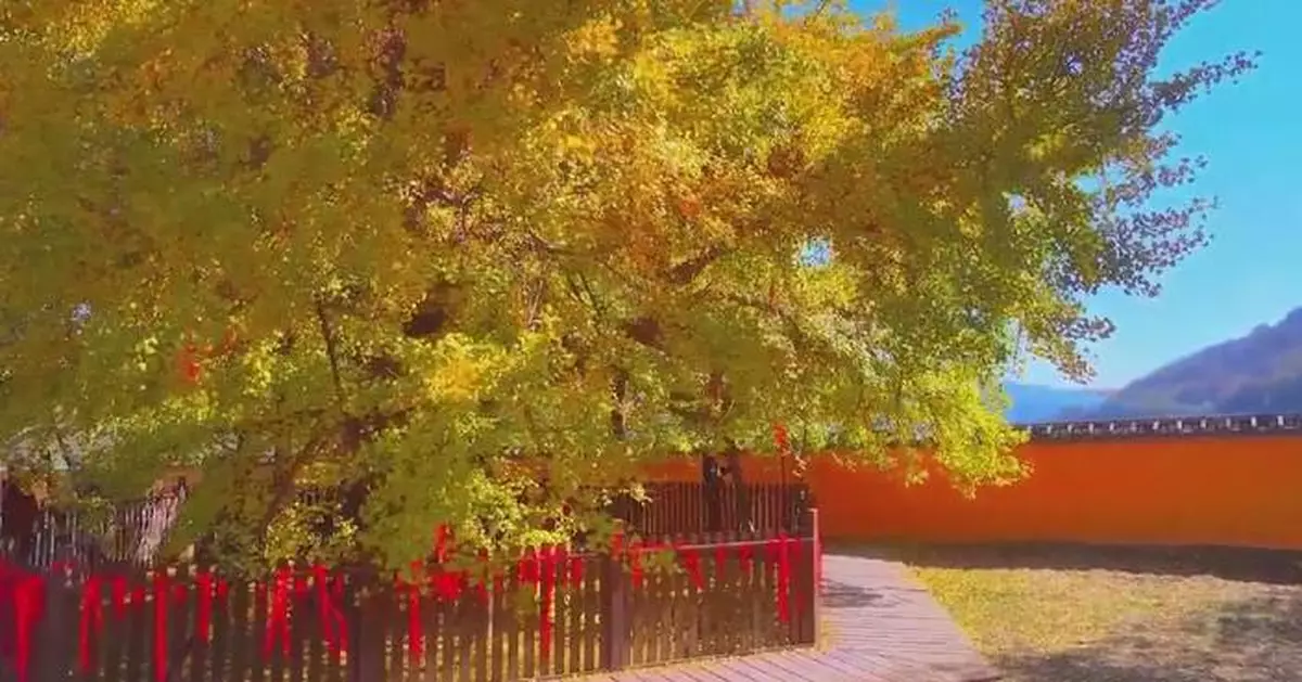 1300yearold ginkgo tree enter best viewing time in China