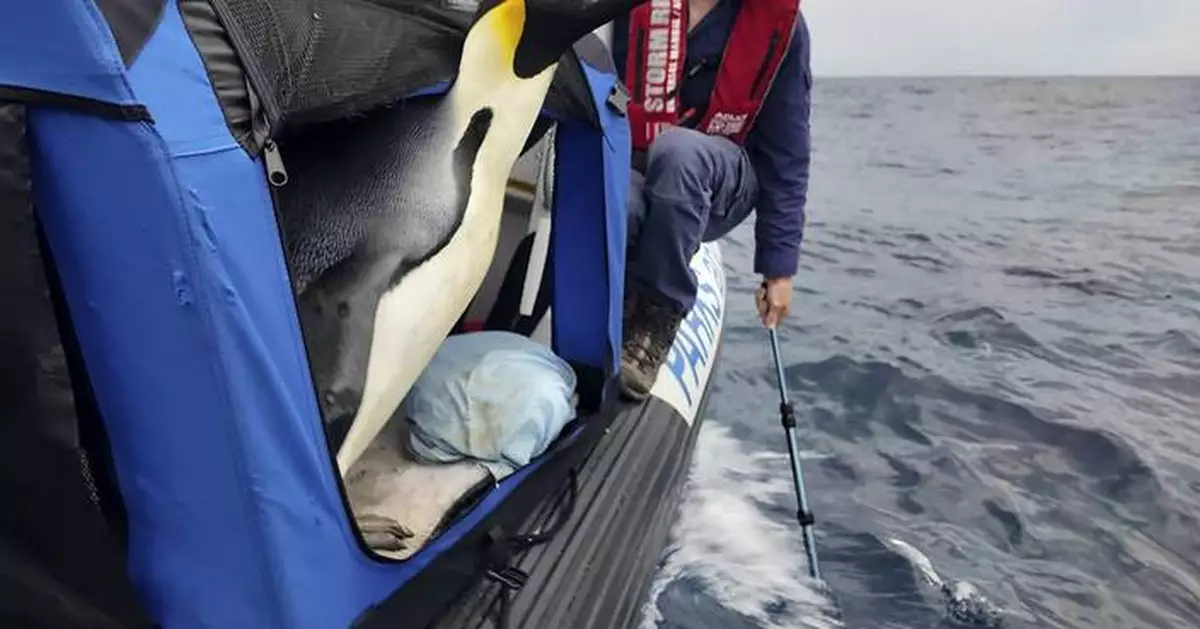 Emperor penguin released at sea 20 days after waddling onto Australian beach