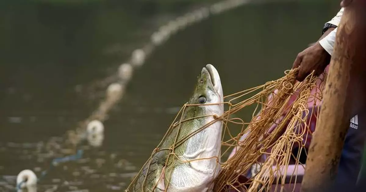 Severe droughts threaten the sustainable catch of the Amazon's giant fish