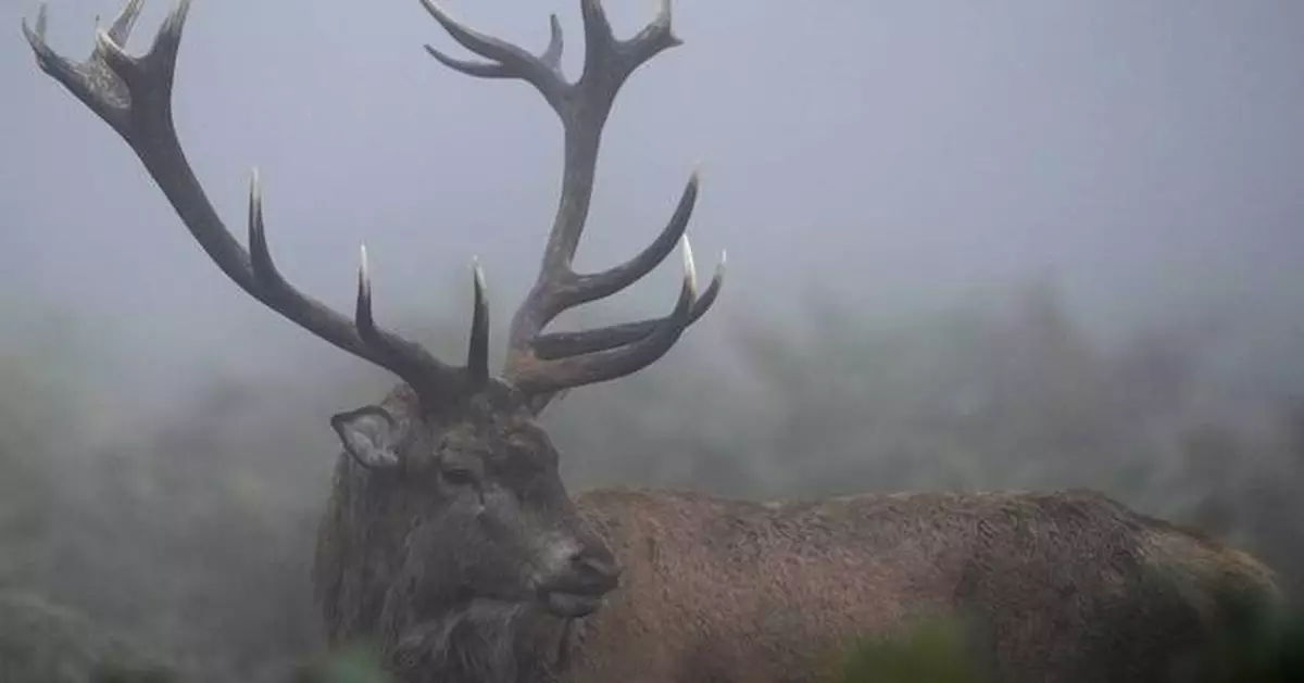 Too many wild deer are roaming England's forests. Can promoting venison to consumers help?