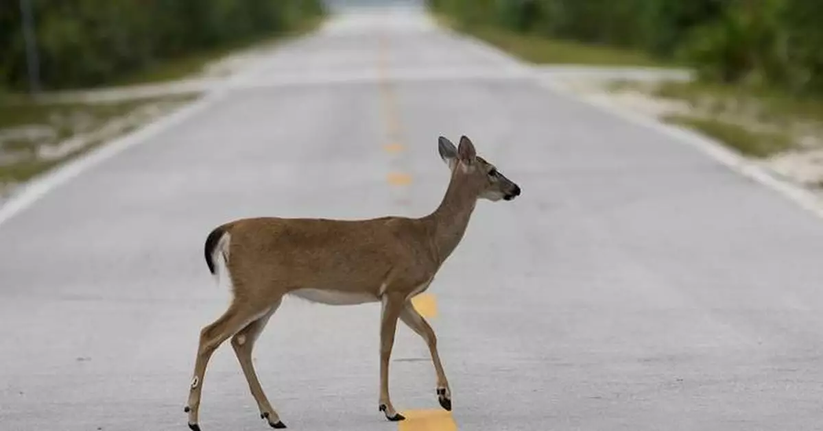 Florida’s iconic Key deer face an uncertain future as seas rise