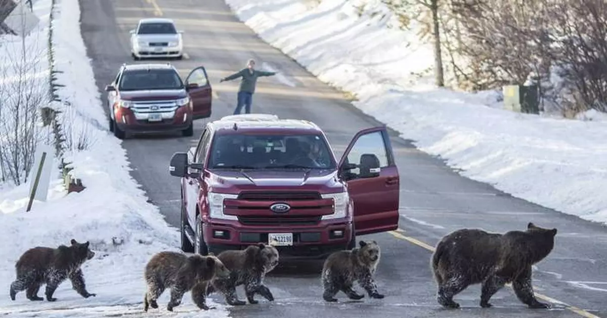 Vigil set for Grizzly No. 399, the beloved Grand Teton bear who was killed by a vehicle