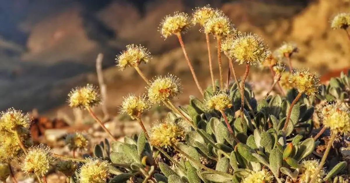 Nevada lithium mine will crush rare plant habitat US said is critical to its survival, lawsuit says