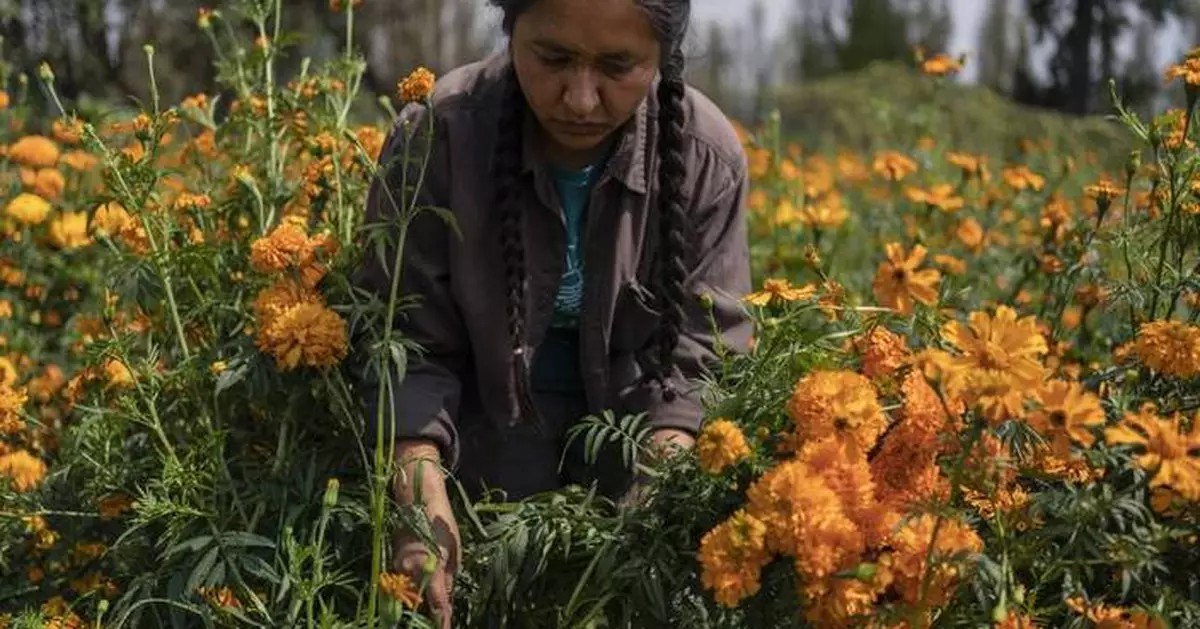 Mexico City’s floating gardens have fed people for hundreds of years. Now they’re threatened