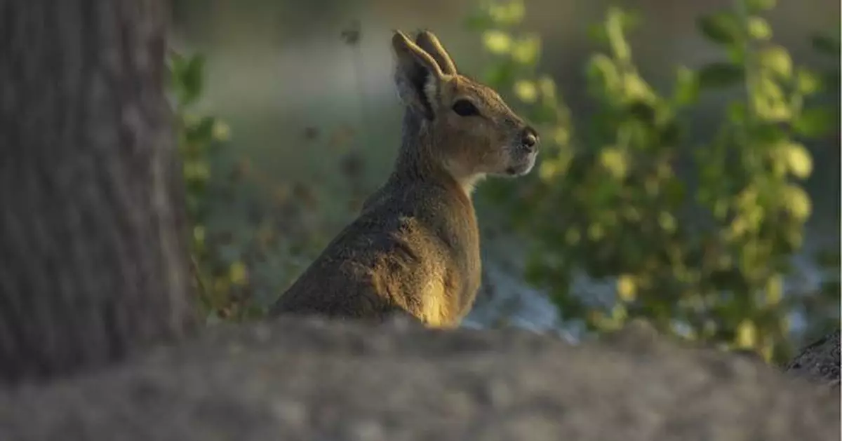 A desert oasis outside of Dubai draws a new caravan: A family of rodents from Argentina