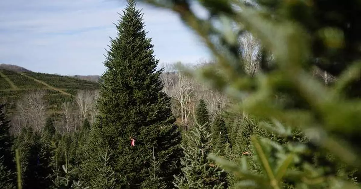 The White House's Christmas tree is a symbol of resilience for hurricane-hit North Carolina farms