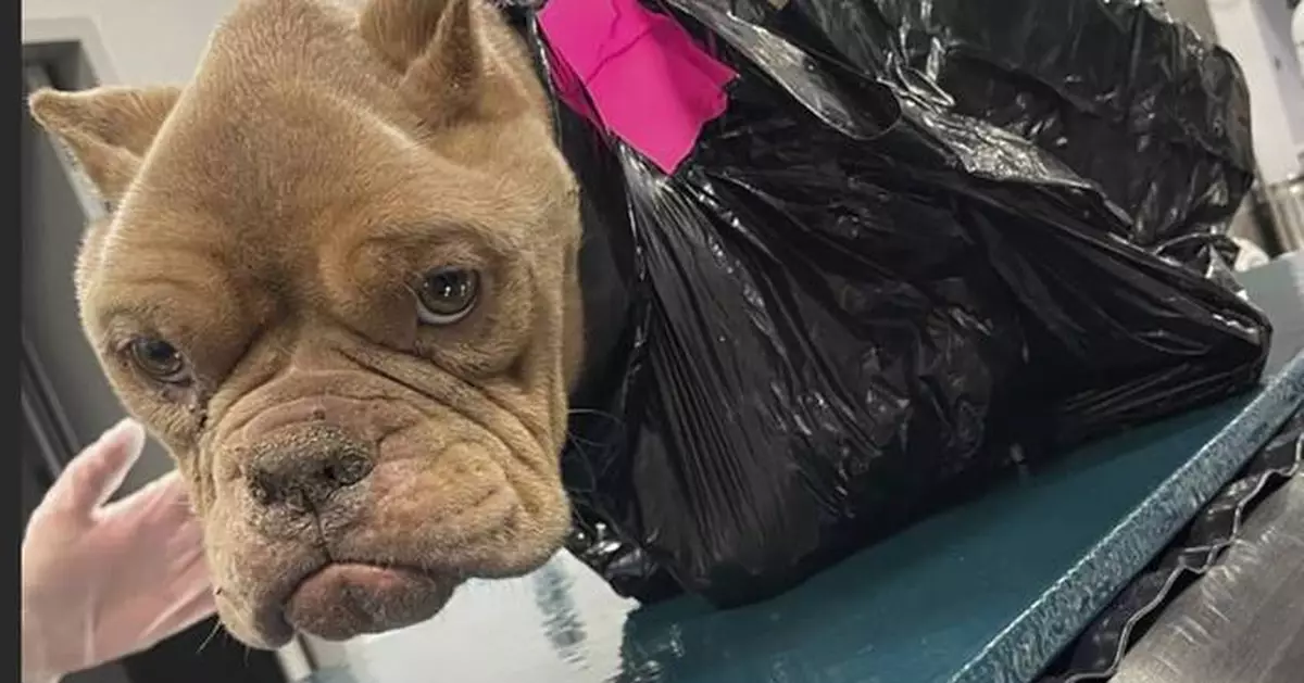 Police search for whoever discarded an emaciated bulldog inside a trash bag in Iowa