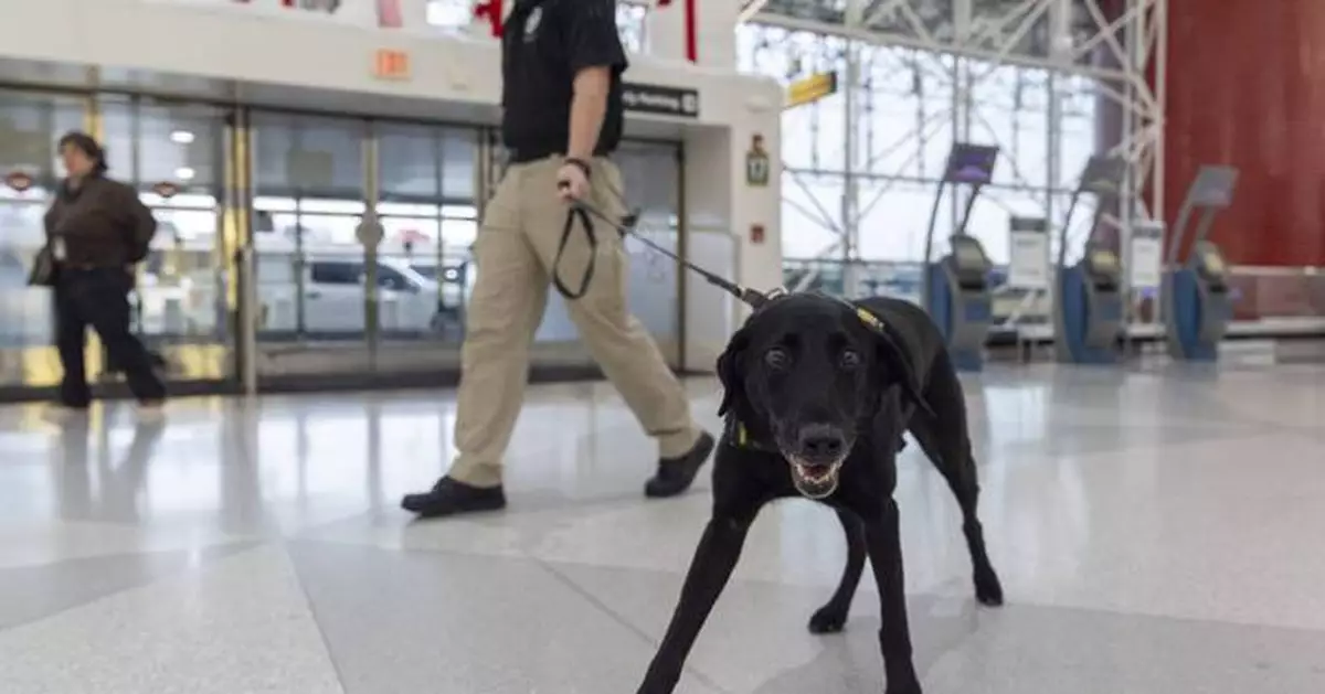 Argo the dog, a TSA calendar star, protects air travelers by sniffing out explosives