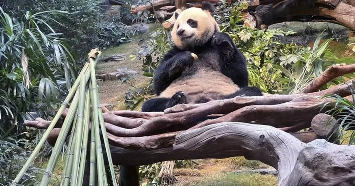 Pandas An An and Ke Ke celebrate their 1st Christmas in Hong Kong