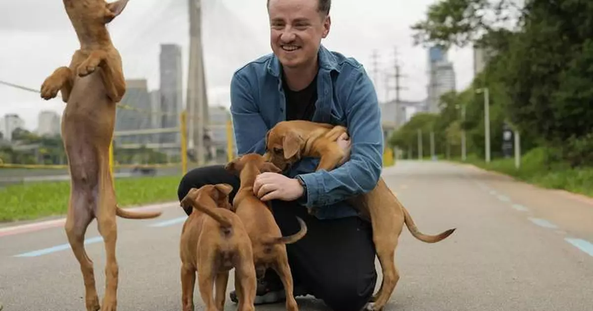 These Brazilian caramel-colored stray dogs were long overlooked. Now, they're having a major moment