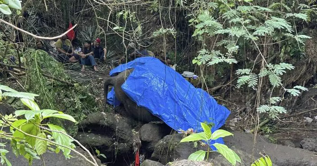 A zoo elephant dies in Indonesia after being swept away in a river