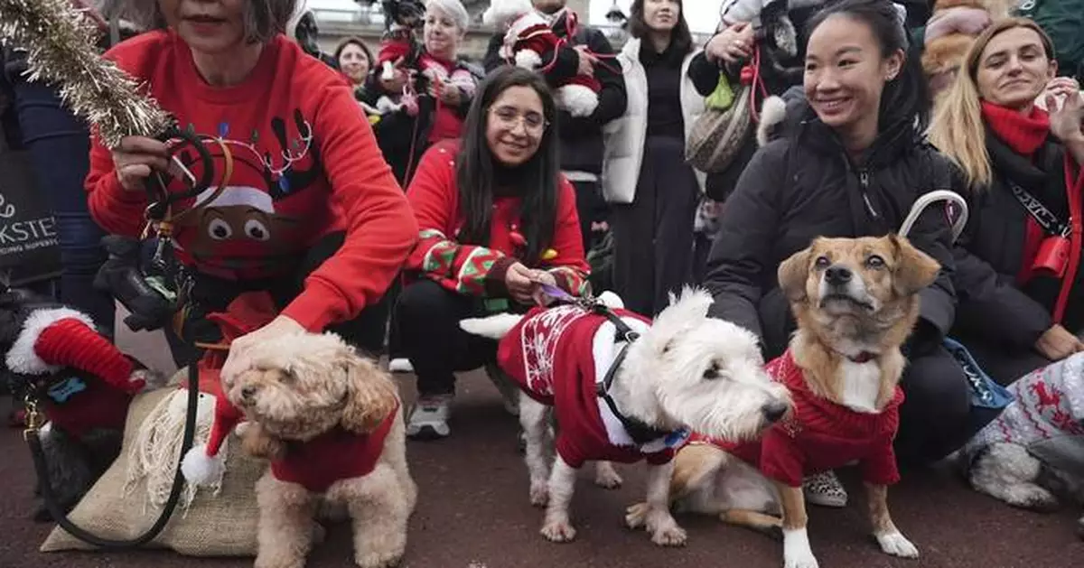 Pooches in pullovers strut their stuff at London's canine Christmas sweater parade