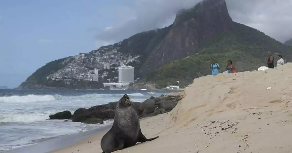 Not quite the 'Girl from Ipanema', a fur seal's rare appearance on Rio's famous beach turns heads