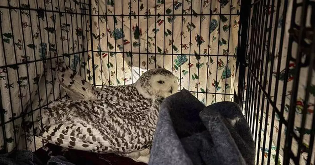 Snowy owl rescued from car grille by Minnesota woman who saved another bird hours earlier