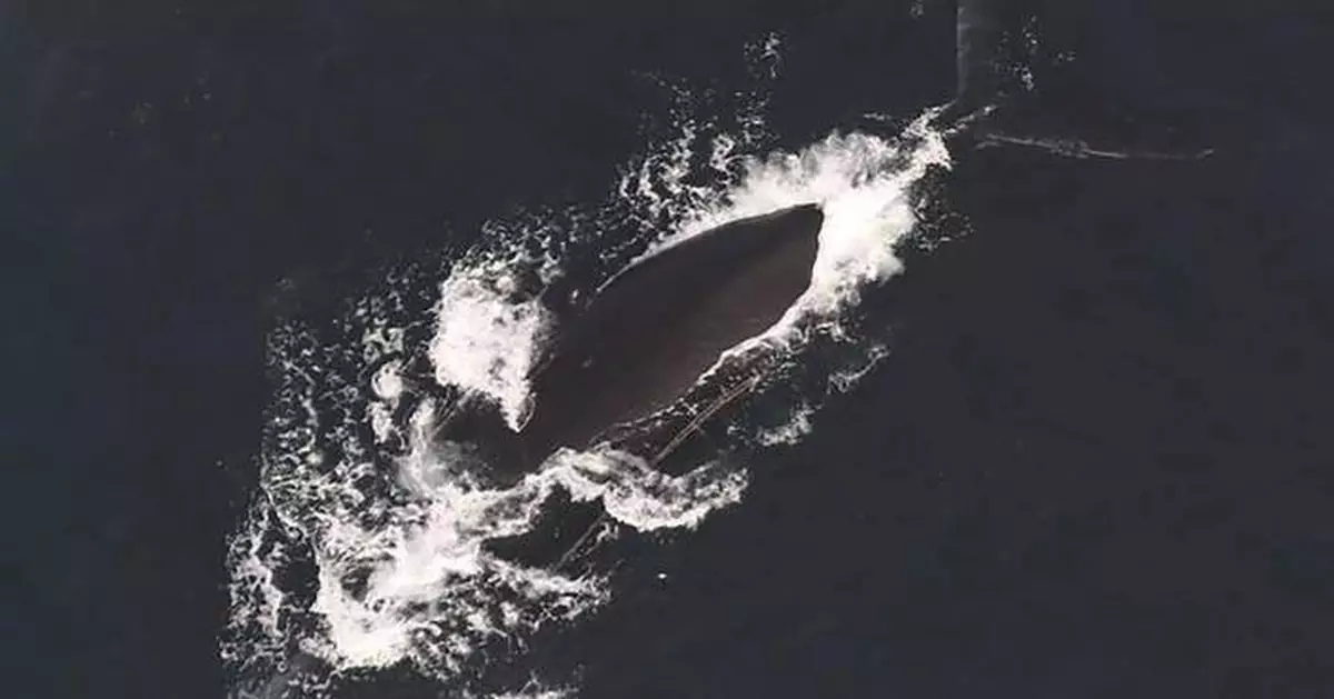 Third entangled endangered whale spotted in span of a week off East Coast