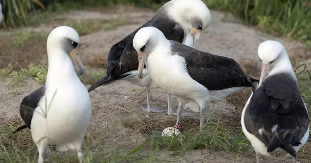 World's oldest-known wild bird lays an egg in Hawaii at age 74