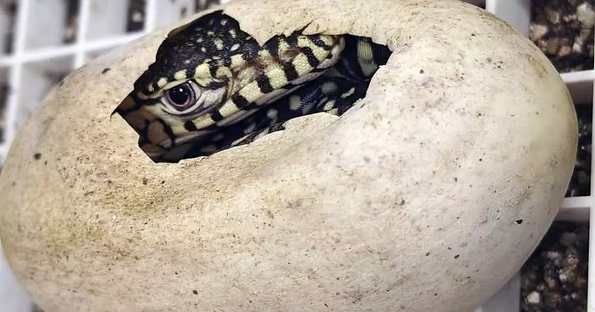 LA Zoo hatches first-ever perentie lizards, one of largest lizard species in the world