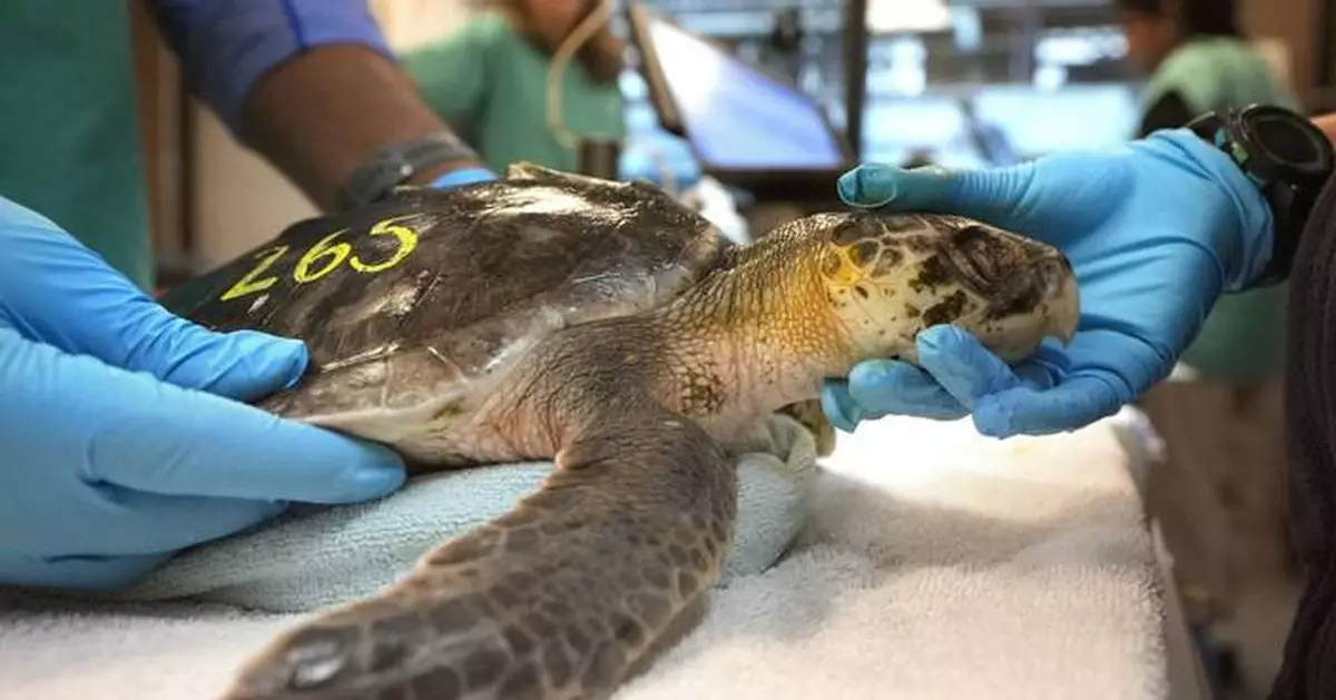 Global warming fills New England's rich waters with death traps for endangered sea turtles