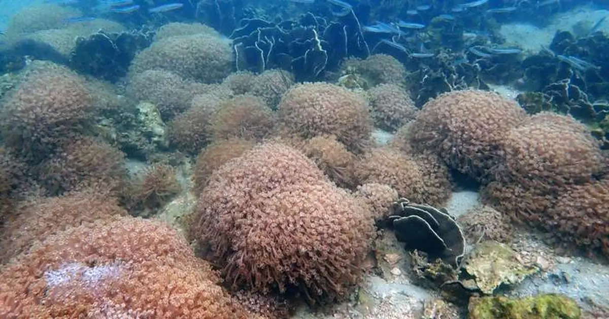 Hong Kong Reef Check 2024: Corals Healthy Despite Summer Bleaching, High Species Diversity Found