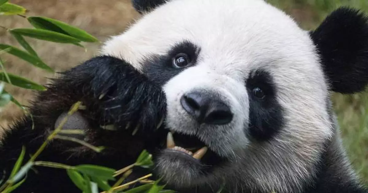 PHOTO COLLECTION: Hong Kong Panda