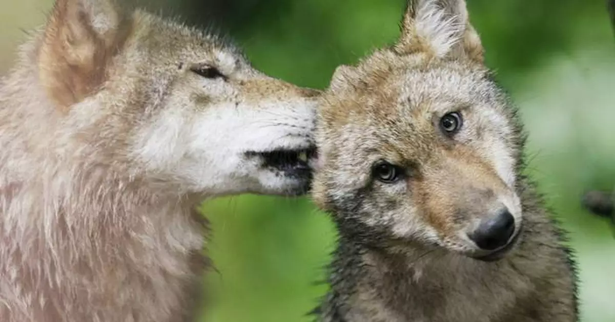 European nations vote to lower protections for wolves after farmers push to allow culls