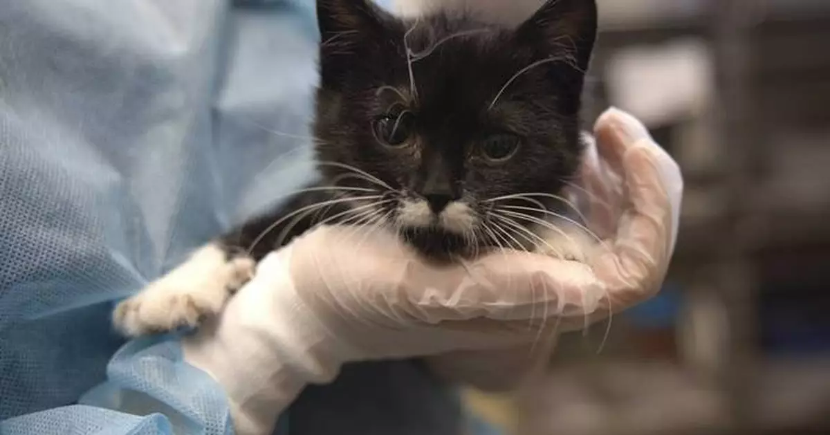 Minnesota deputies saw 250 animals suffering at purported rescue. Weeks later, only 70 were left