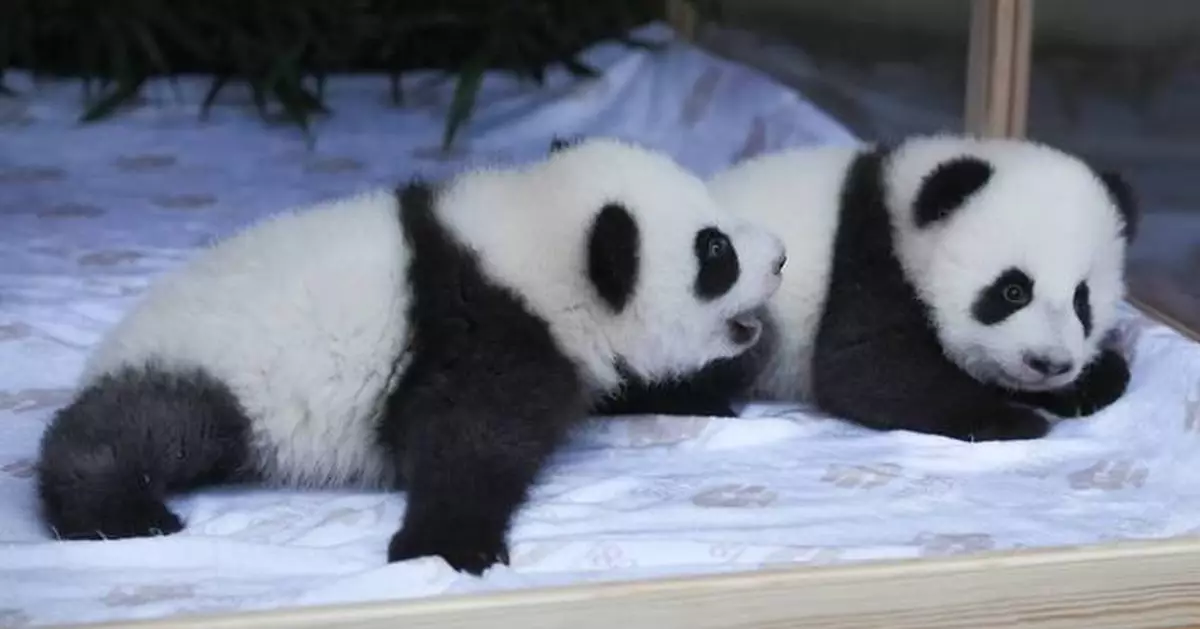 Berlin's new panda twins have been named. Meet Leni and Lotti, or Meng Hao and Meng Tian