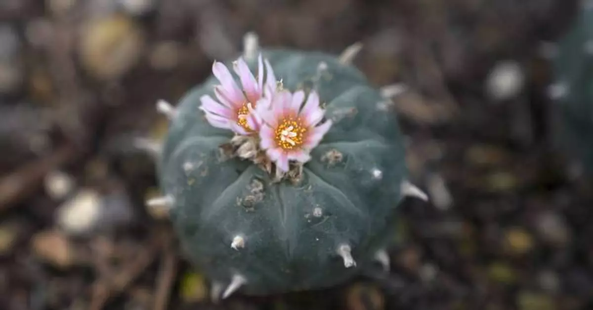 Peyote sacred to Native Americans threatened by psychedelic renaissance and development