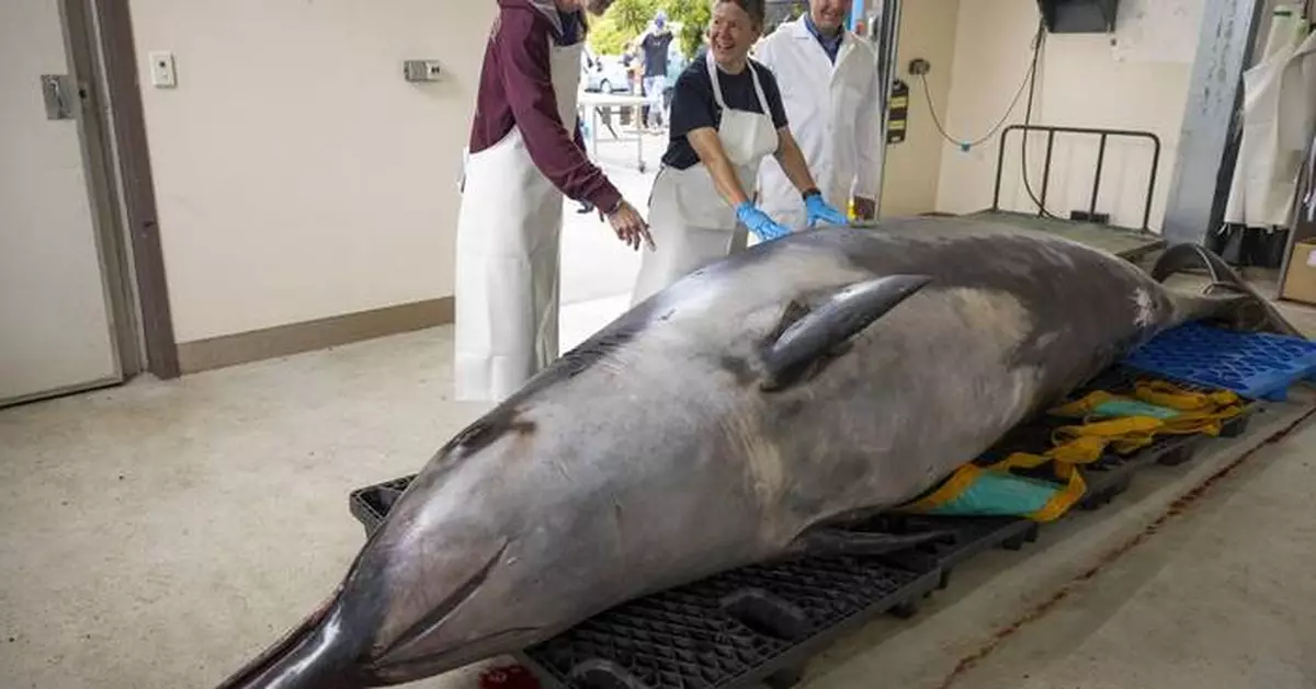 Scientists gather to decode puzzle of the world's rarest whale in 'extraordinary' New Zealand study