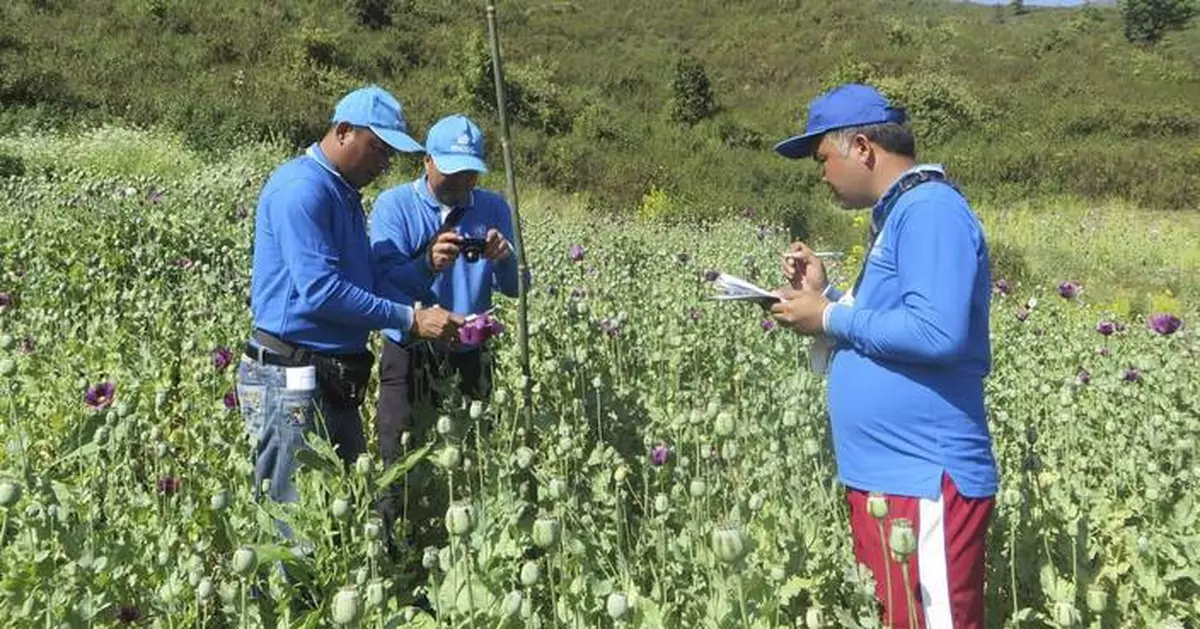 UN drug experts say opium production has leveled off in Myanmar, but instability may trigger a rise