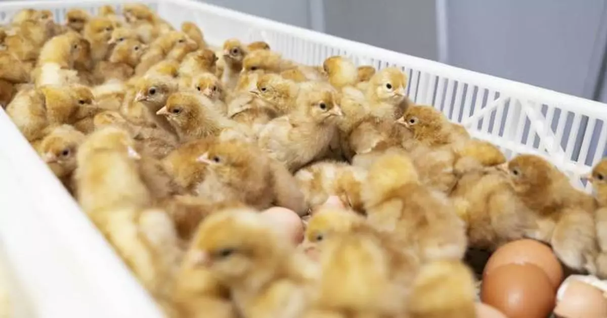 The US egg industry kills 350 million chicks a year. New technology offers an alternative