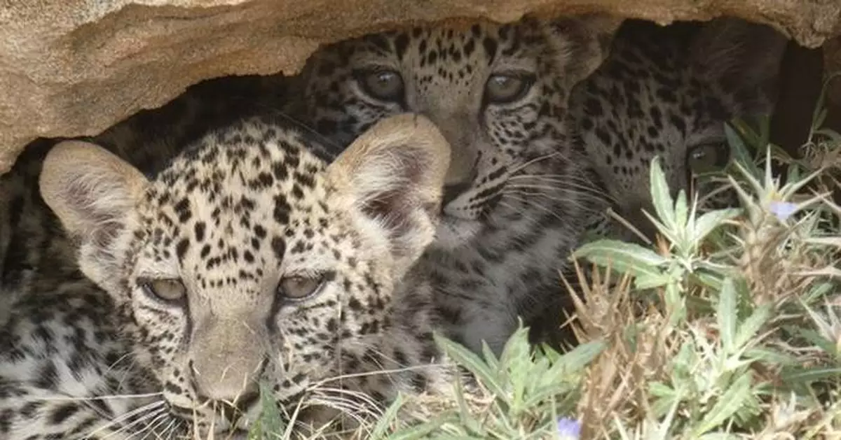 ROYAL COMMISSION FOR ALULA'S ARABIAN LEOPARD CONSERVATION PROGRAMME WELCOMES BIRTH OF RARE TRIPLETS