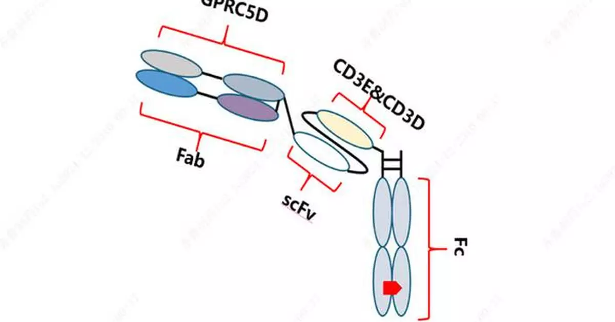 Preliminary Results of Qilu Pharmaceutical's Phase Ia Study on GPRC5D/CD3-Targeting Bispecific Antibody QLS32015 Unveiled at 2024 ASH Annual Meeting