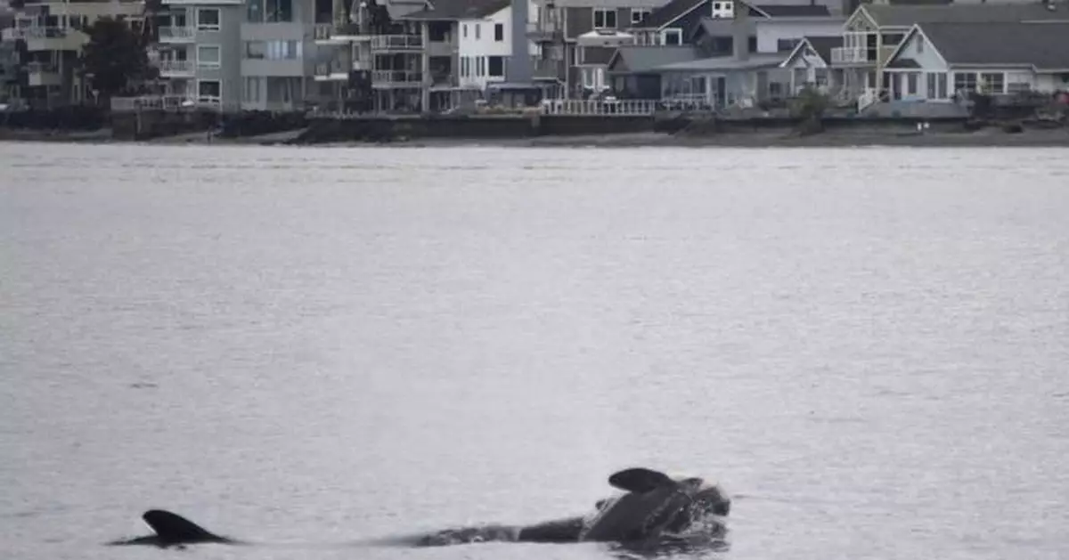 An orca that carried her dead calf for weeks in 2018 is doing so once again